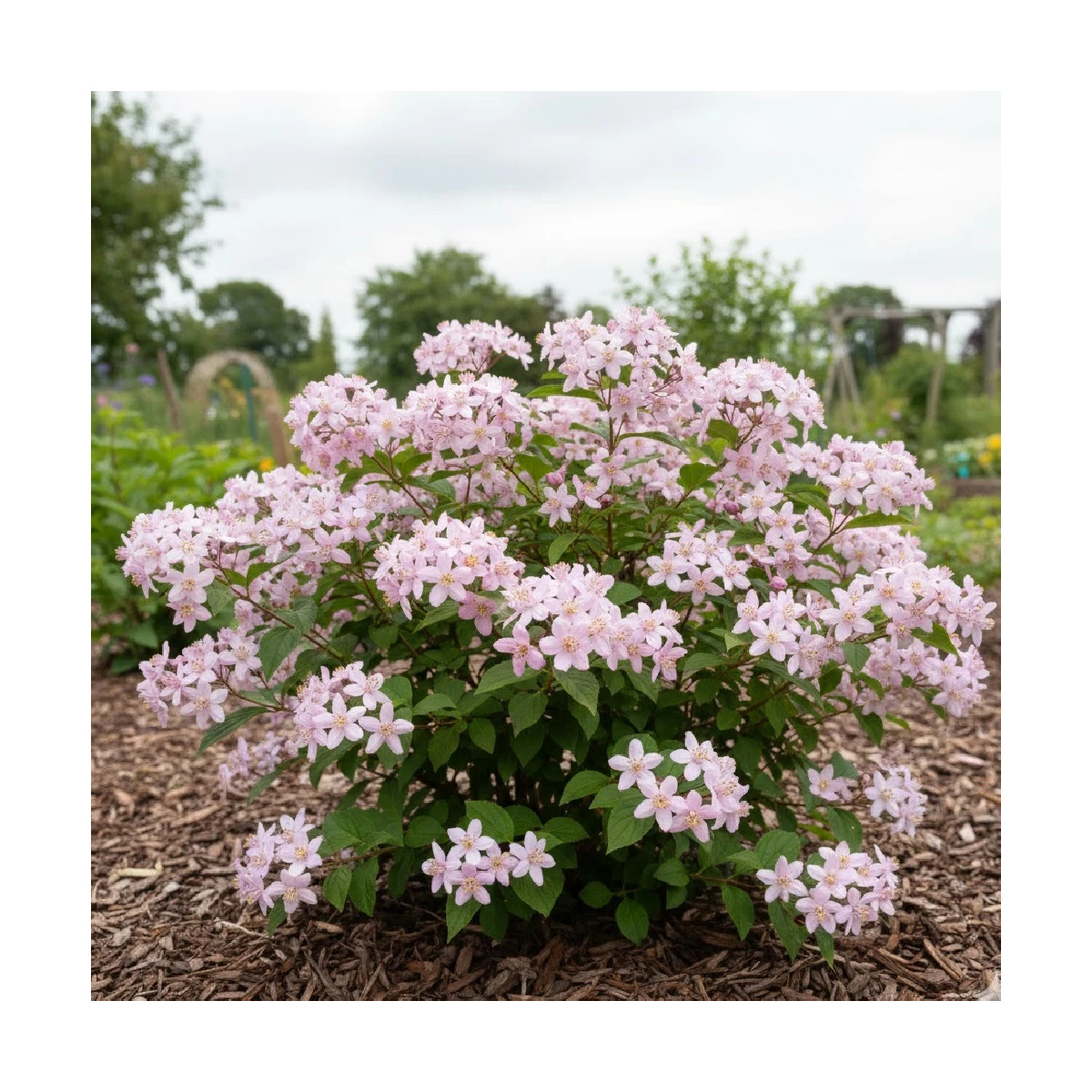 Deutzie Mont Rose - SILENCE, ça pousse !, Deutzia