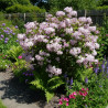 Deutzie Mont Rose - SILENCE, ça pousse !, Deutzia
