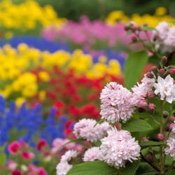 Deutzie Pink Pompon, Deutzia