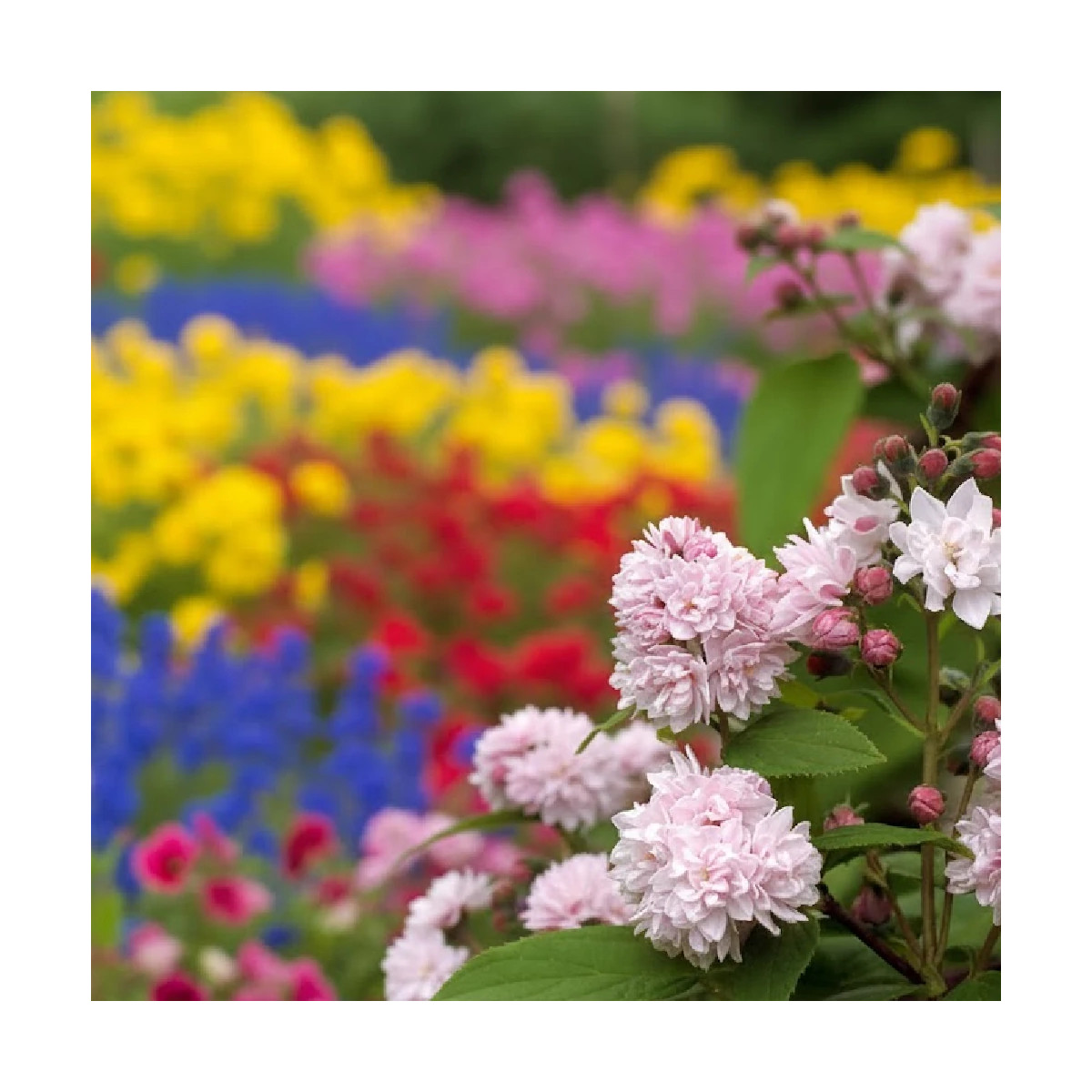 Deutzie Pink Pompon, Deutzia