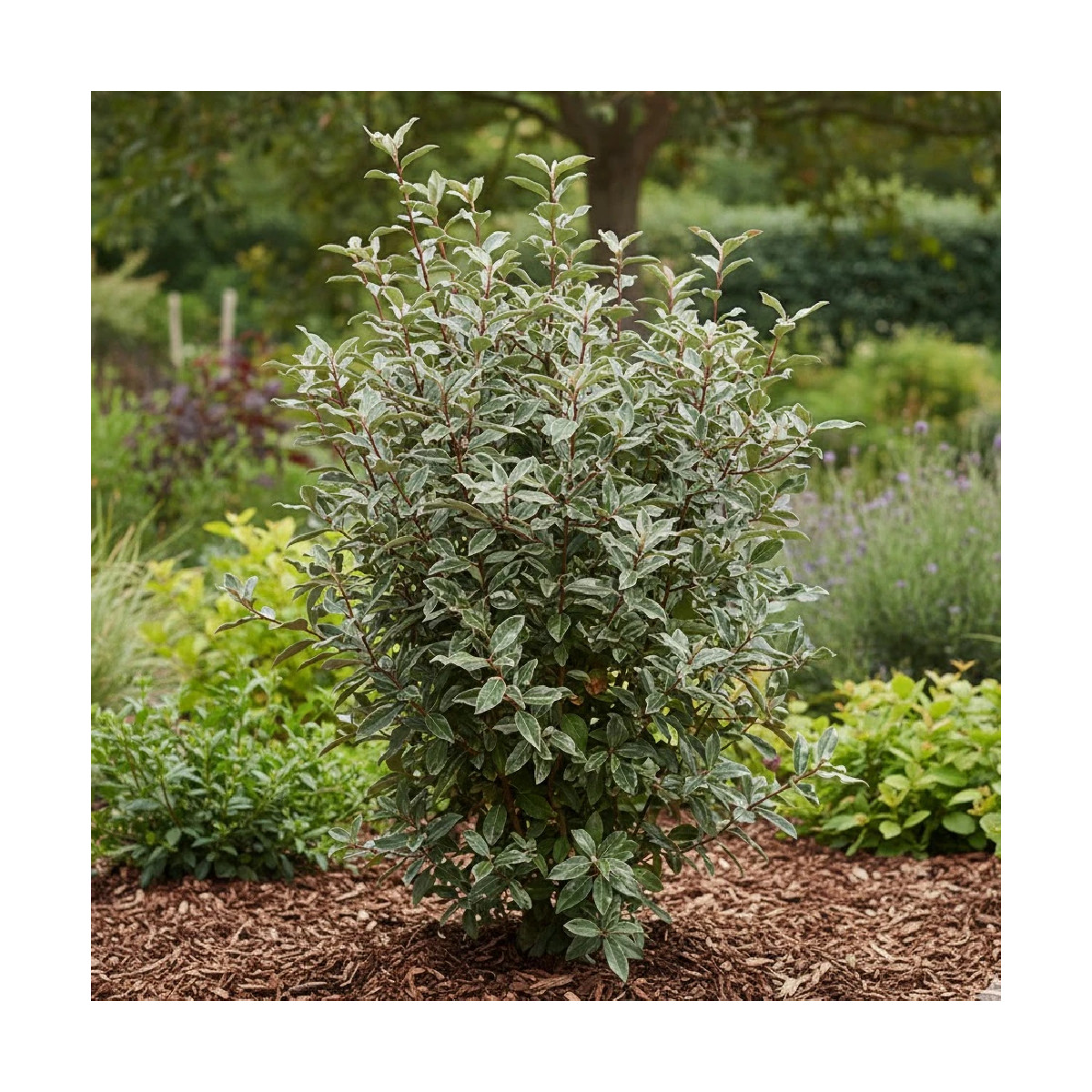 Elaeagnus Compacta - SILENCE, ça pousse !, Chalef compact