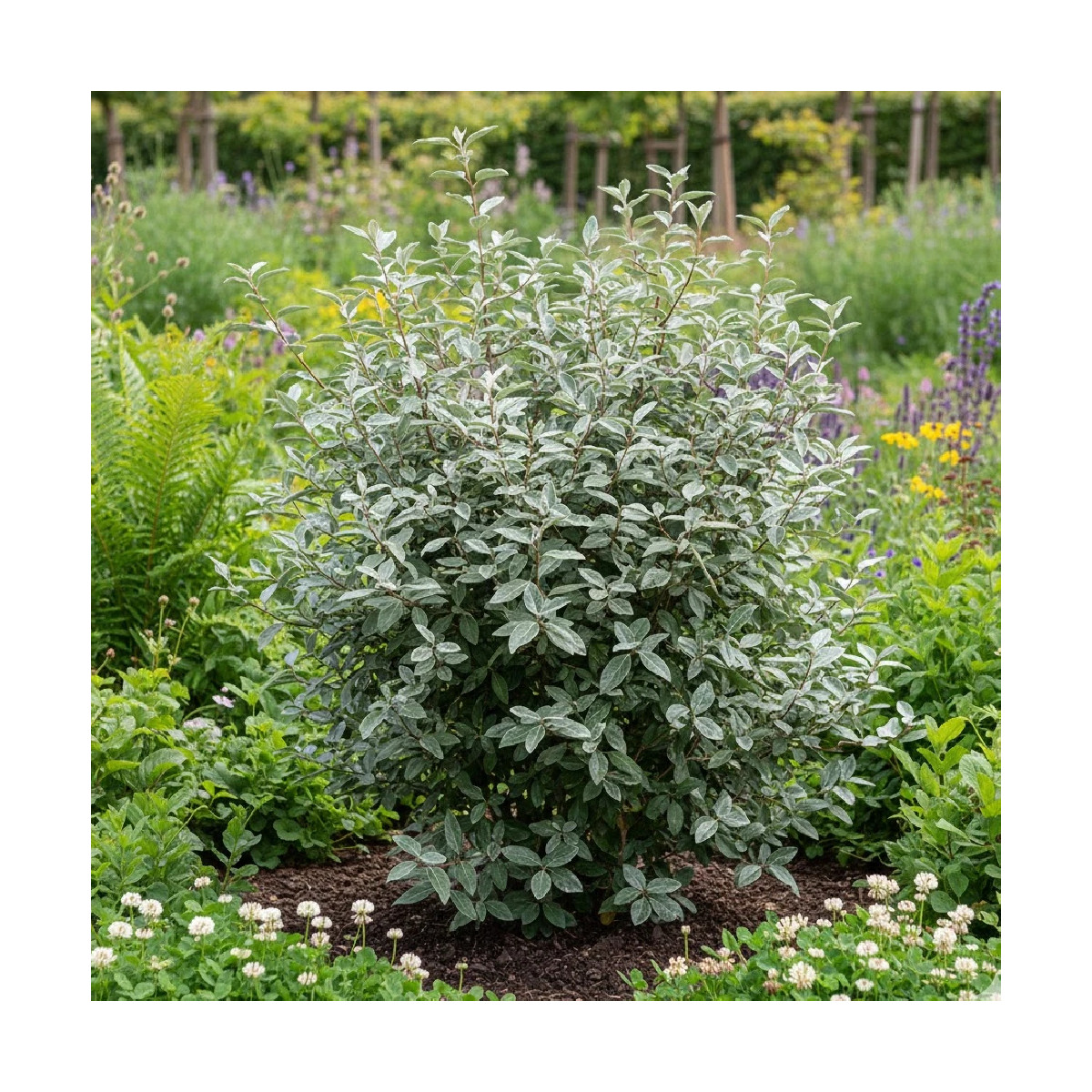 Elaeagnus Compacta - SILENCE, ça pousse !, Chalef compact