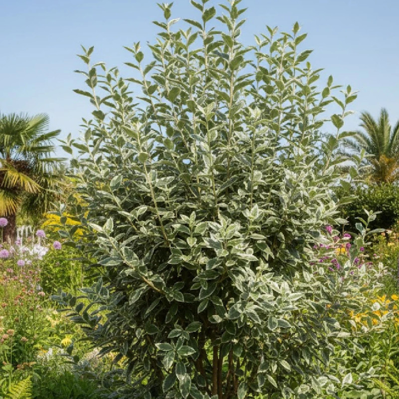 Elaeagnus Ebbingei - SILENCE, ça pousse !, Chalef de Ebbing
