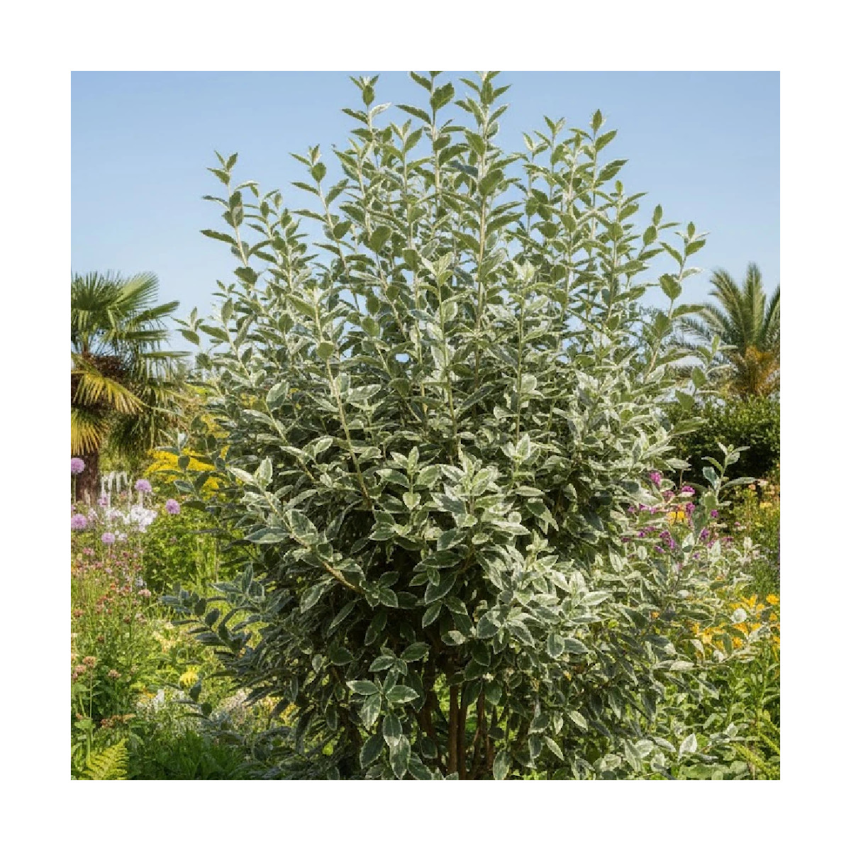 Elaeagnus Ebbingei - SILENCE, ça pousse !, Chalef de Ebbing