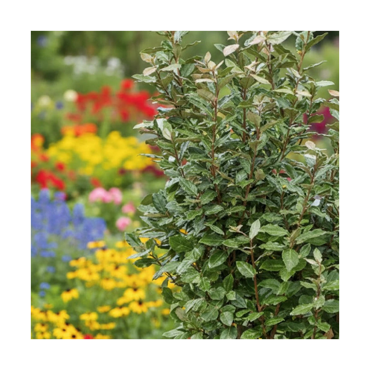 Elaeagnus Ebbingei - SILENCE, ça pousse !, Chalef de Ebbing
