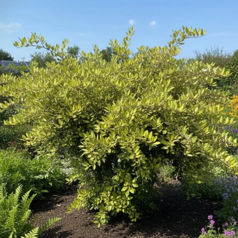 Elaeagnus piquant Maculata - SILENCE, ça pousse !, Chalef