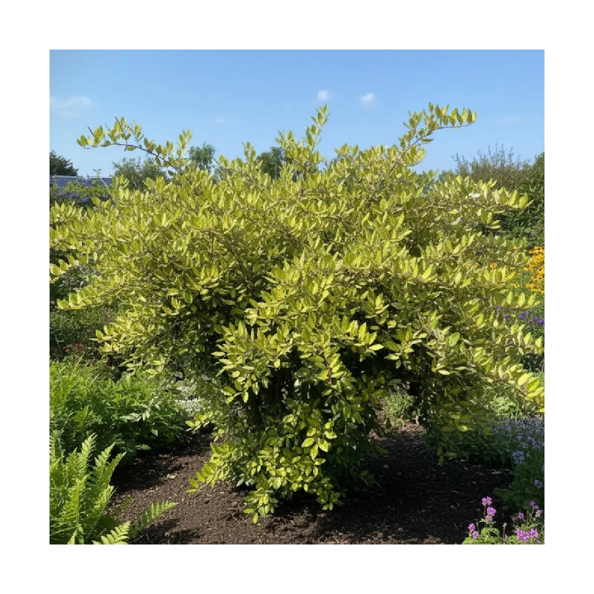 Elaeagnus piquant Maculata - SILENCE, ça pousse !, Chalef Elaeagnus piquant Maculata - SILENCE, ça pousse !, Chalef