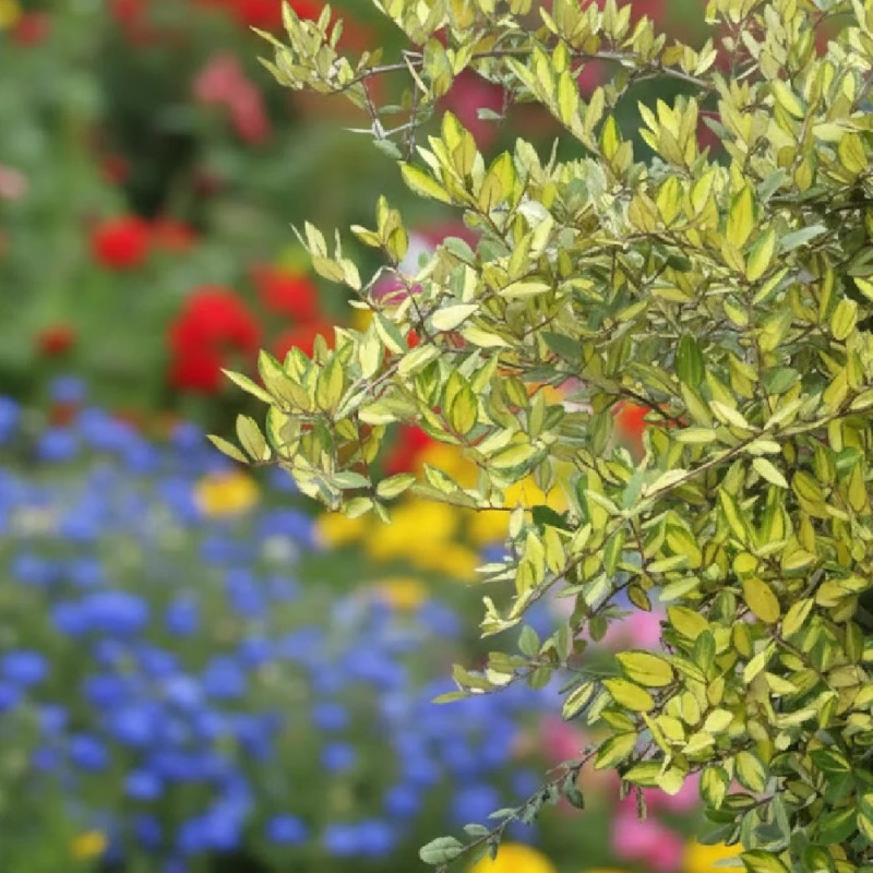 Elaeagnus piquant Maculata - SILENCE, ça pousse !, Chalef