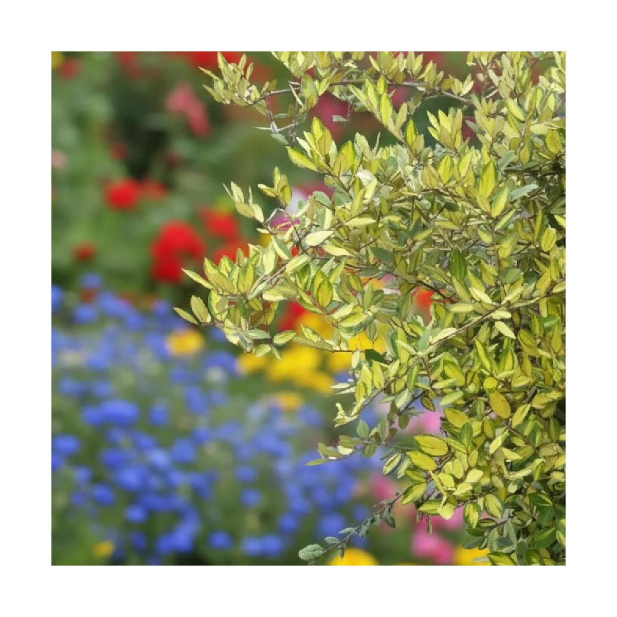 Elaeagnus piquant Maculata - SILENCE, ça pousse !, Chalef Elaeagnus piquant Maculata - SILENCE, ça pousse !, Chalef