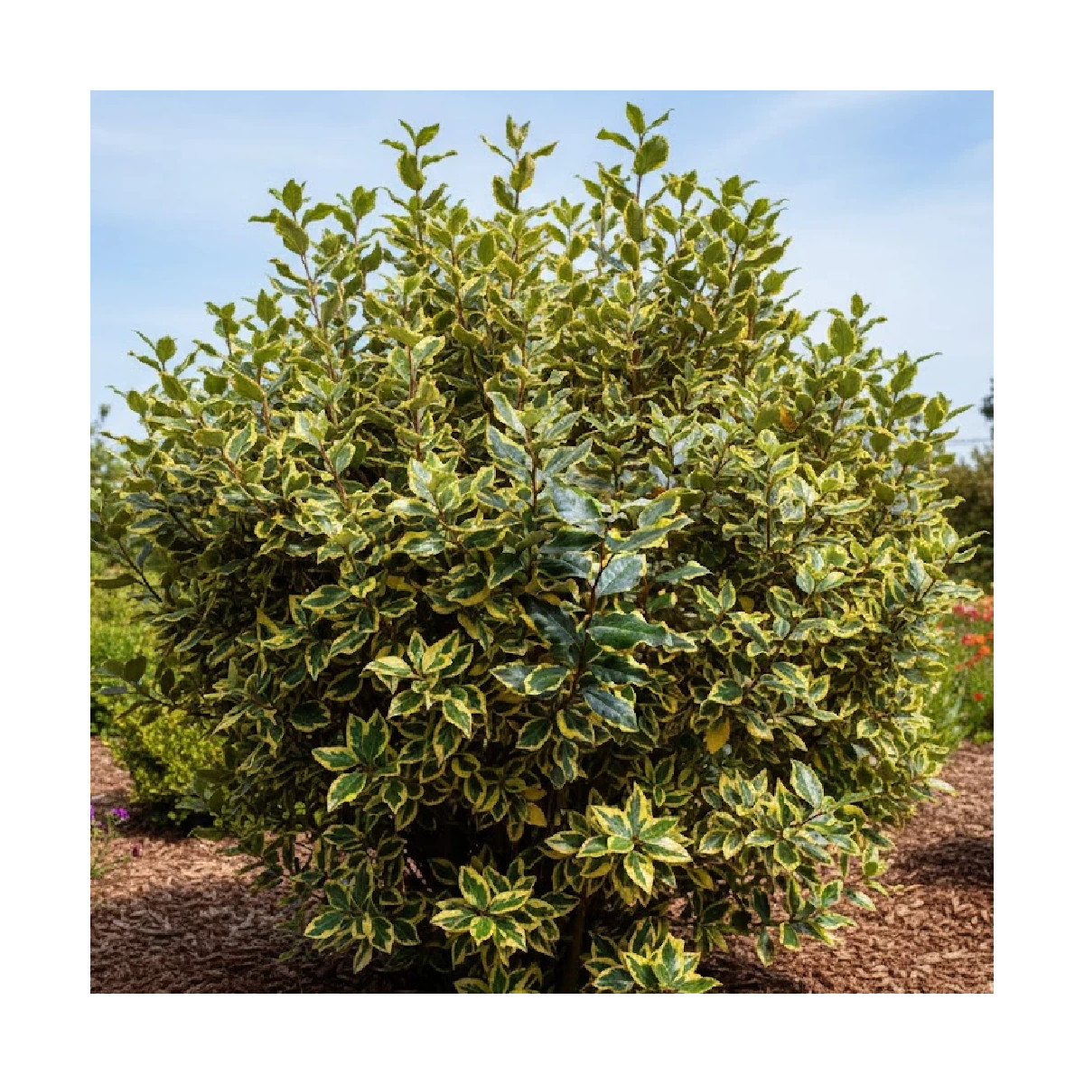 Elaeagnus panaché Viveleg®, Chalef