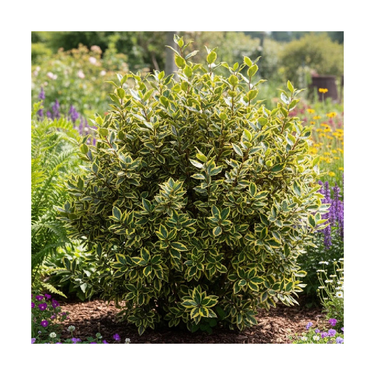 Elaeagnus panaché Viveleg® - SILENCE, ça pousse !, Chalef