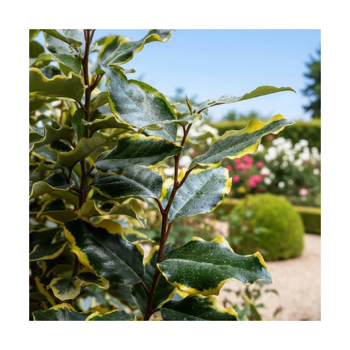 Elaeagnus panaché Viveleg® - SILENCE, ça pousse !, Chalef