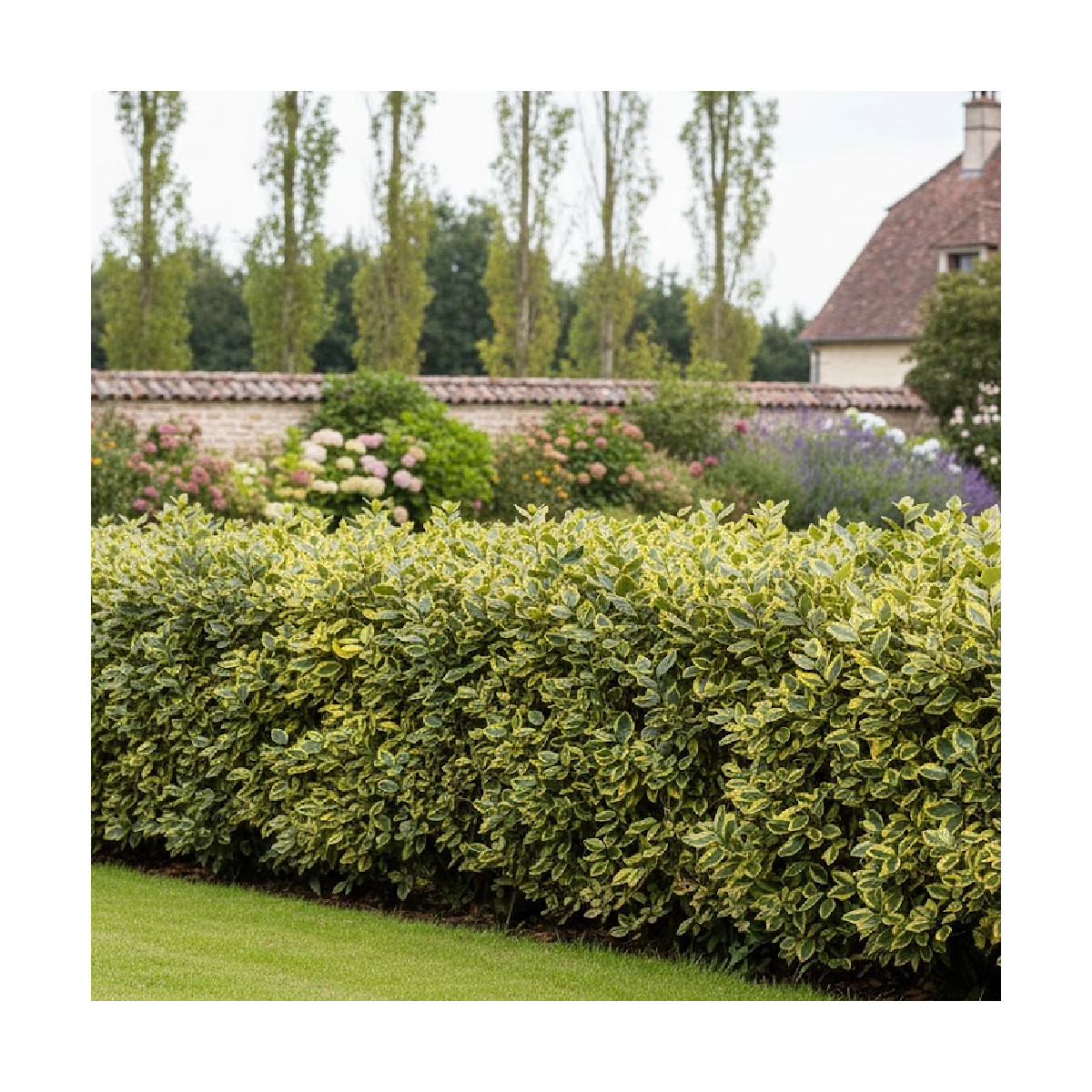 Elaeagnus panaché Viveleg® - SILENCE, ça pousse !, Chalef