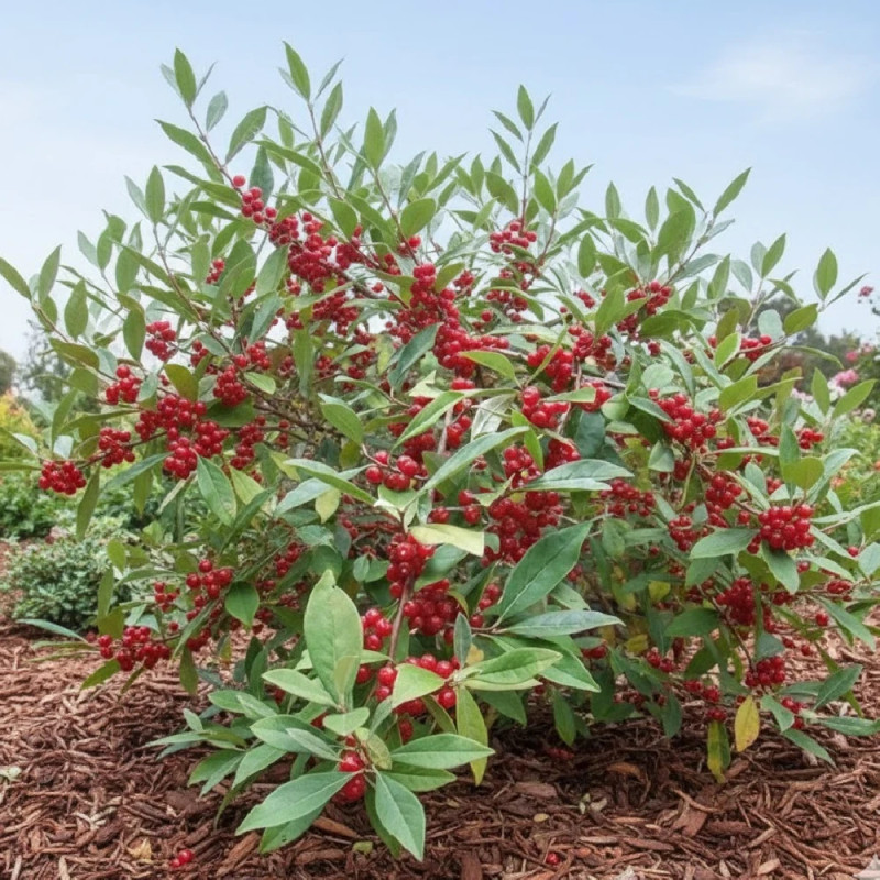 Elaeagnus Pointilla® 'Amoroso', Chalef d'automne à baies de goumi