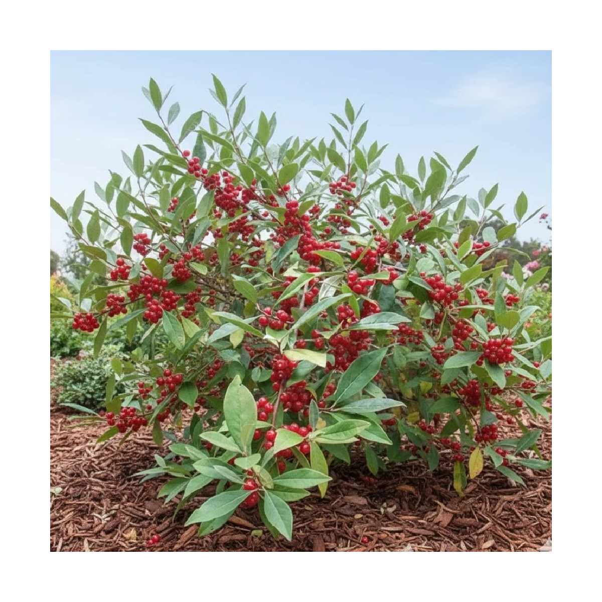 Elaeagnus Pointilla® 'Amoroso', Chalef d'automne à baies de goumi