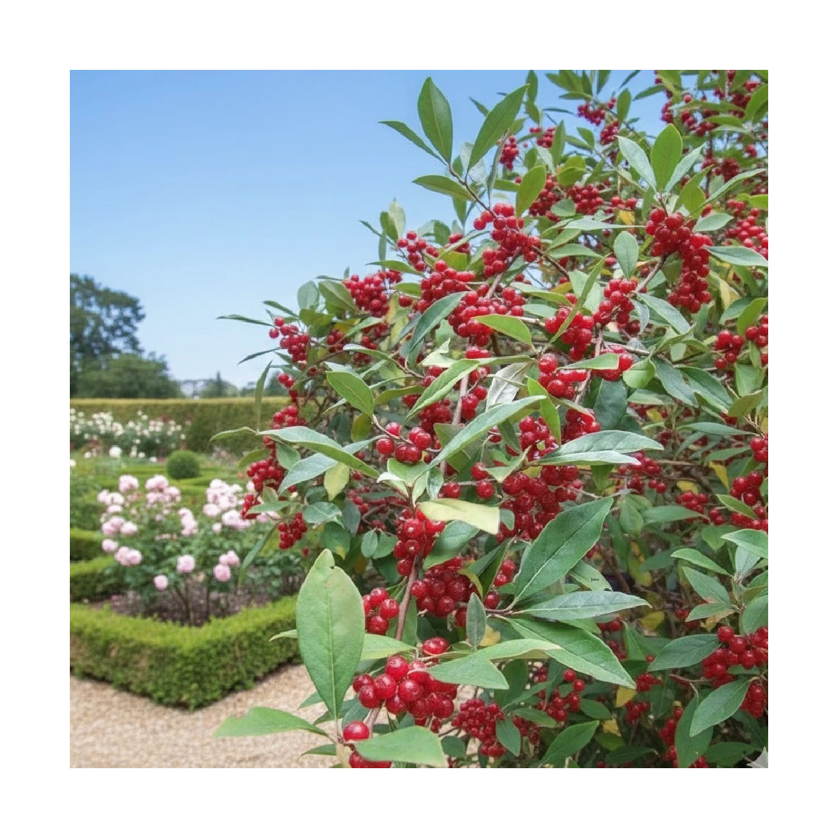 Elaeagnus Pointilla® 'Amoroso', Chalef d'automne à baies de goumi