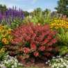 Epine-vinette Admiration®, Berberis