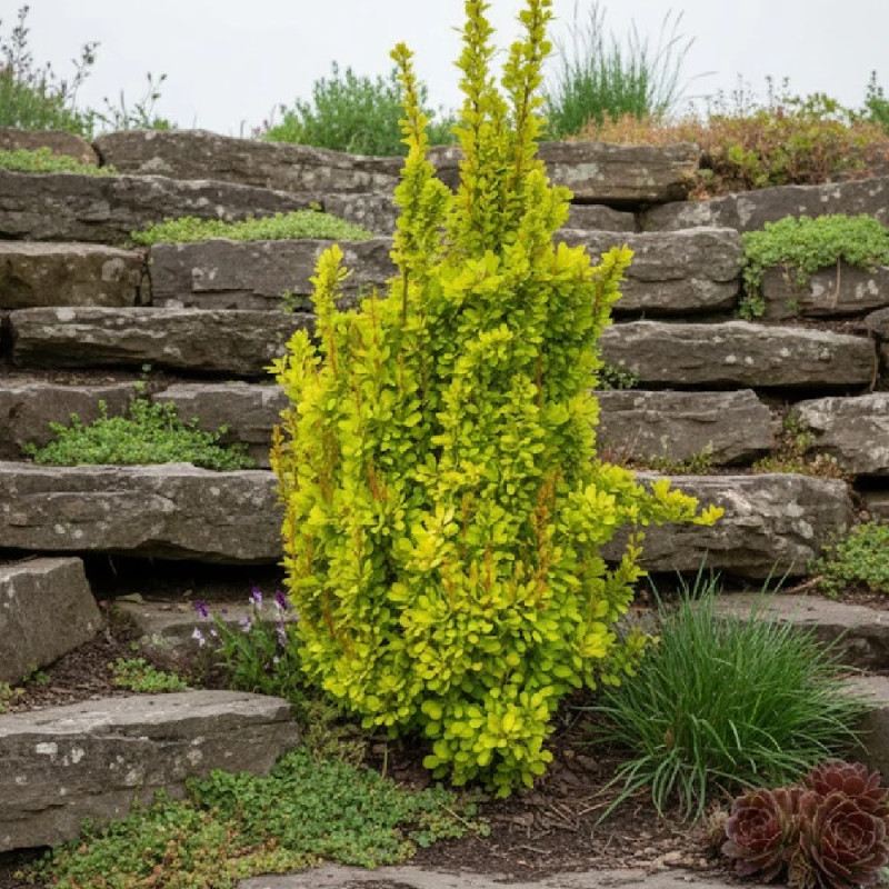 Epine-vinette jaune Golden Torch® 'Torchd'Or', Berberis