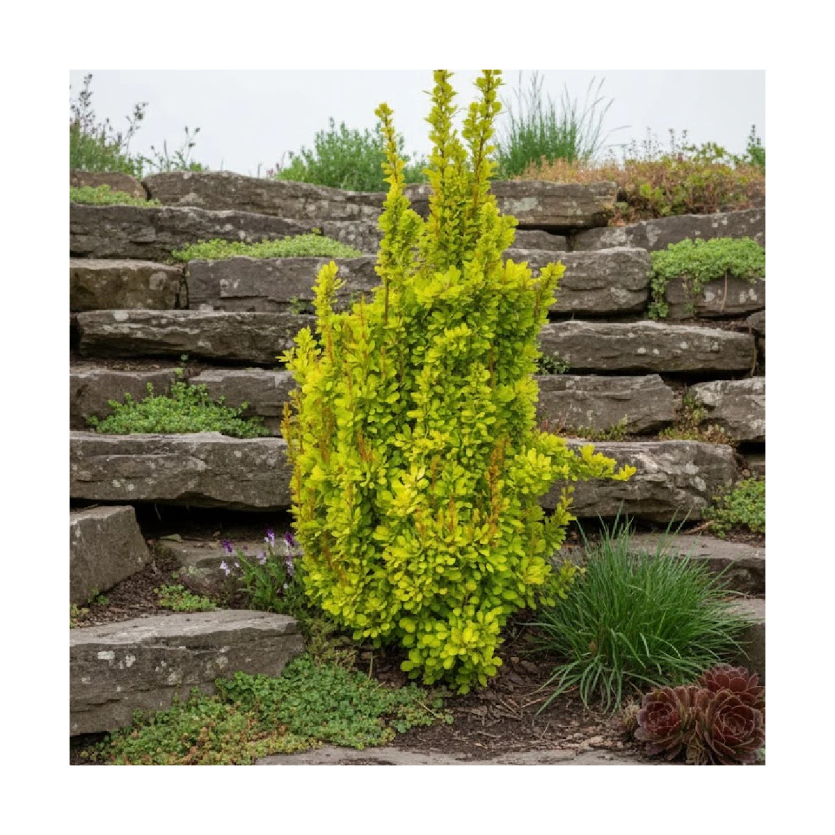 Epine-vinette jaune Golden Torch® 'Torchd'Or', Berberis