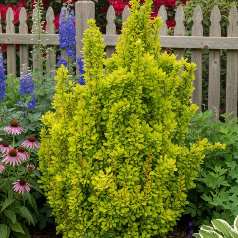 Epine-vinette jaune Golden Torch® 'Torchd'Or', Berberis