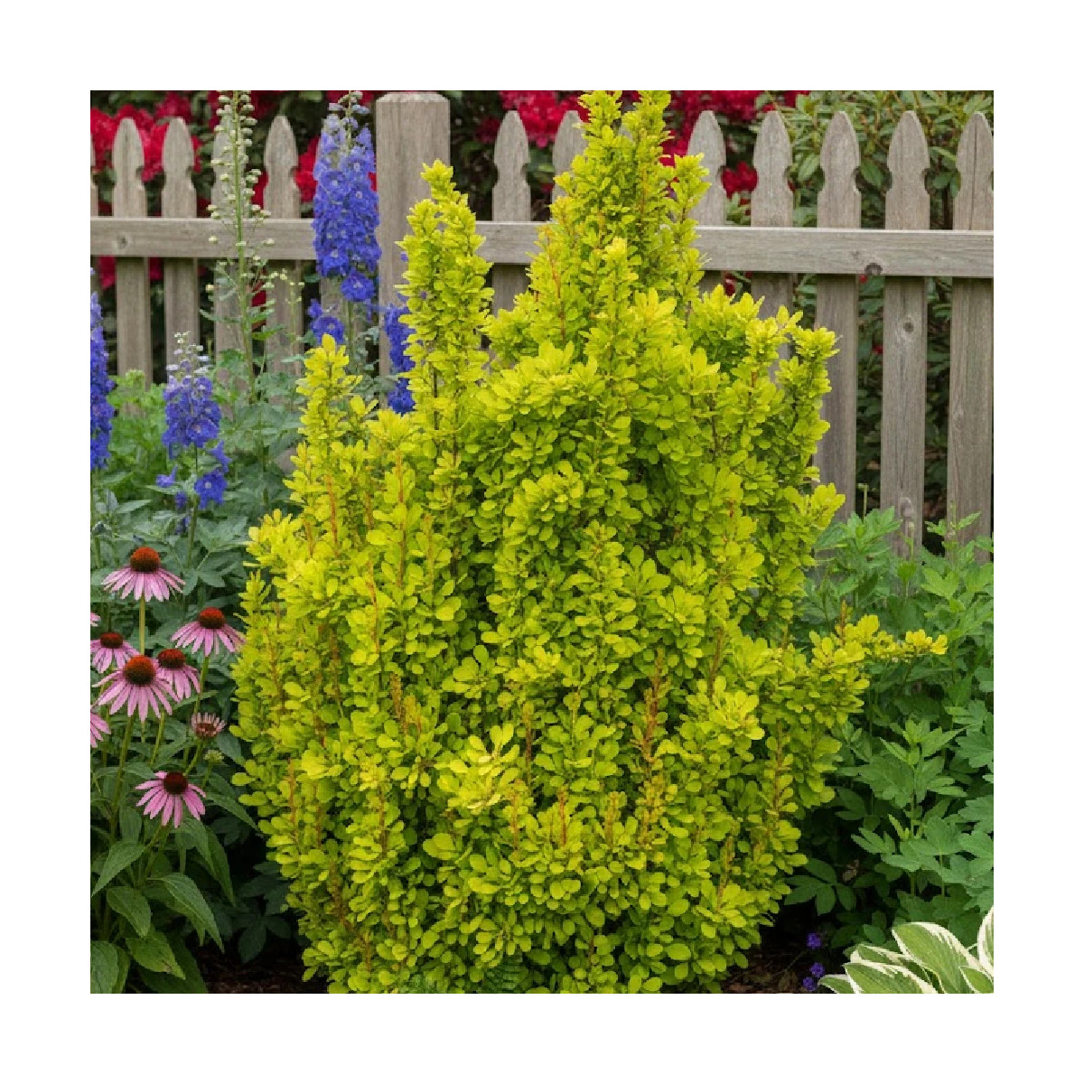 Epine-vinette jaune Golden Torch® 'Torchd'Or', Berberis