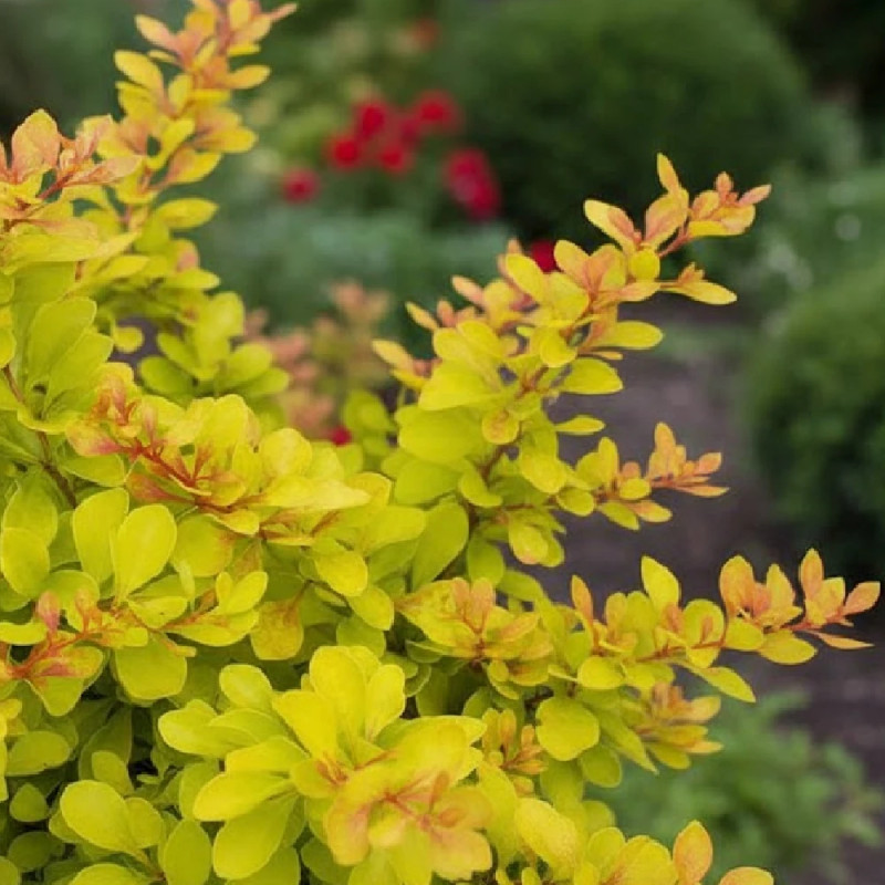 Epine-vinette jaune Golden Torch® 'Torchd'Or', Berberis