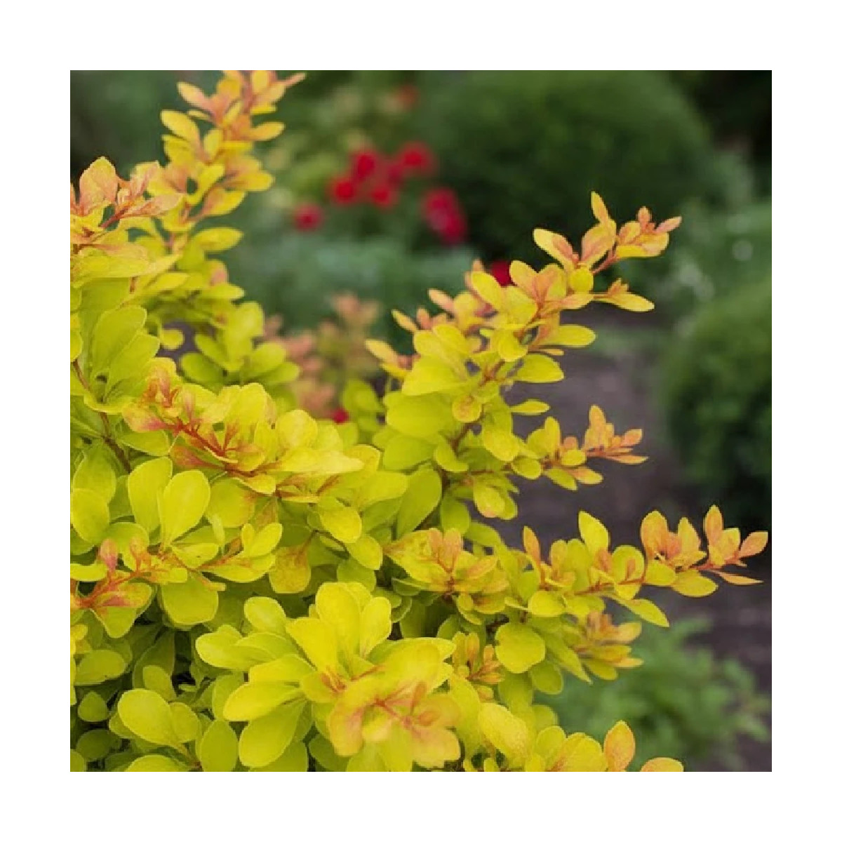 Epine-vinette jaune Golden Torch® 'Torchd'Or', Berberis