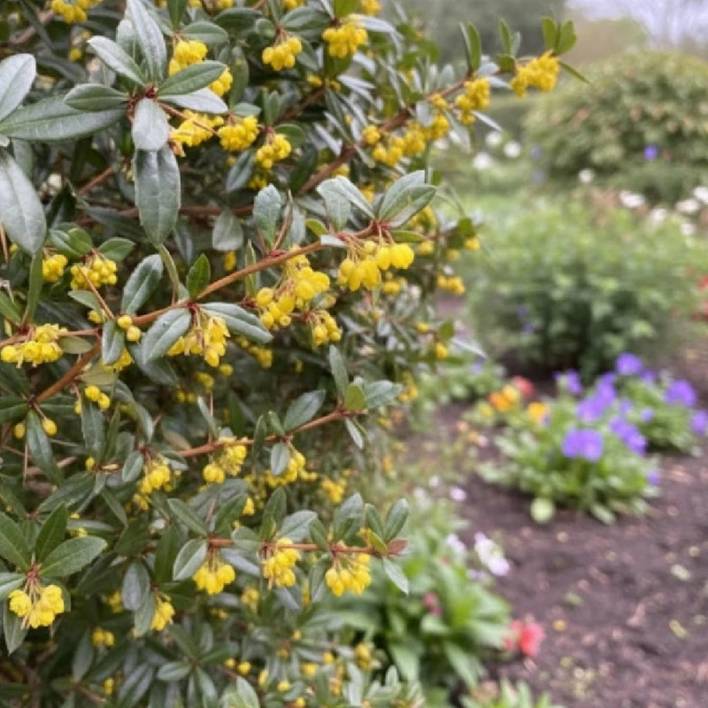 Epine-vinette julianae, Berberis de Saint-Jean