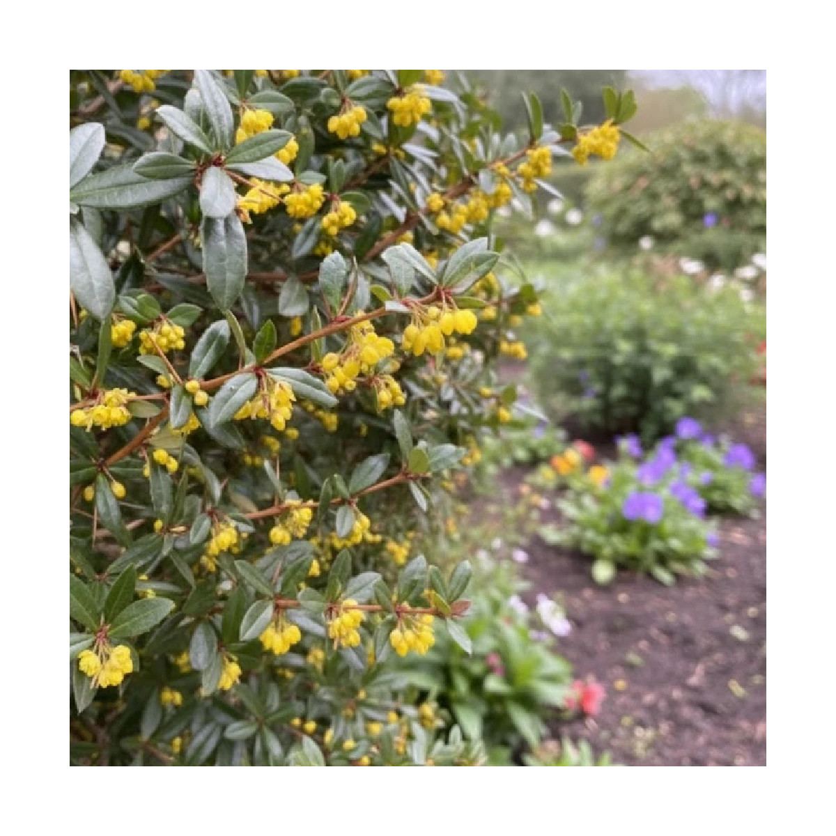 Epine-vinette julianae, Berberis de Saint-Jean