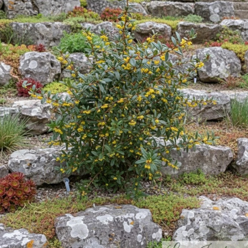 Epine-vinette julianae, Berberis de Saint-Jean