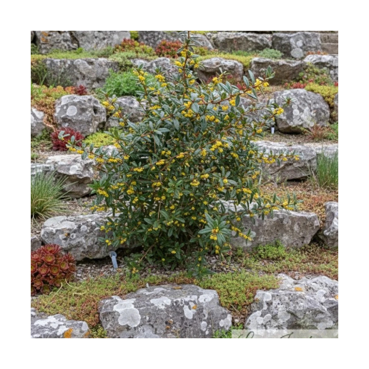 Epine-vinette julianae, Berberis de Saint-Jean
