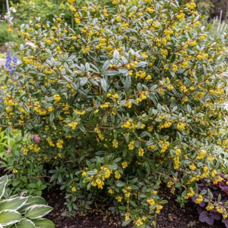 Epine-vinette julianae, Berberis de Saint-Jean