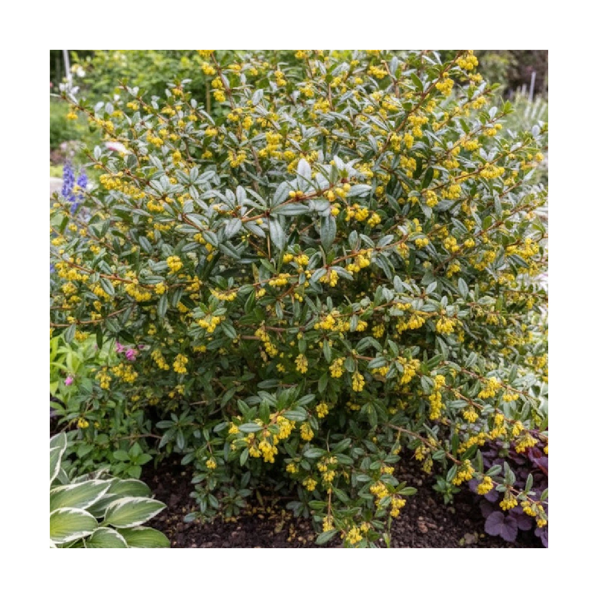 Epine-vinette julianae, Berberis de Saint-Jean