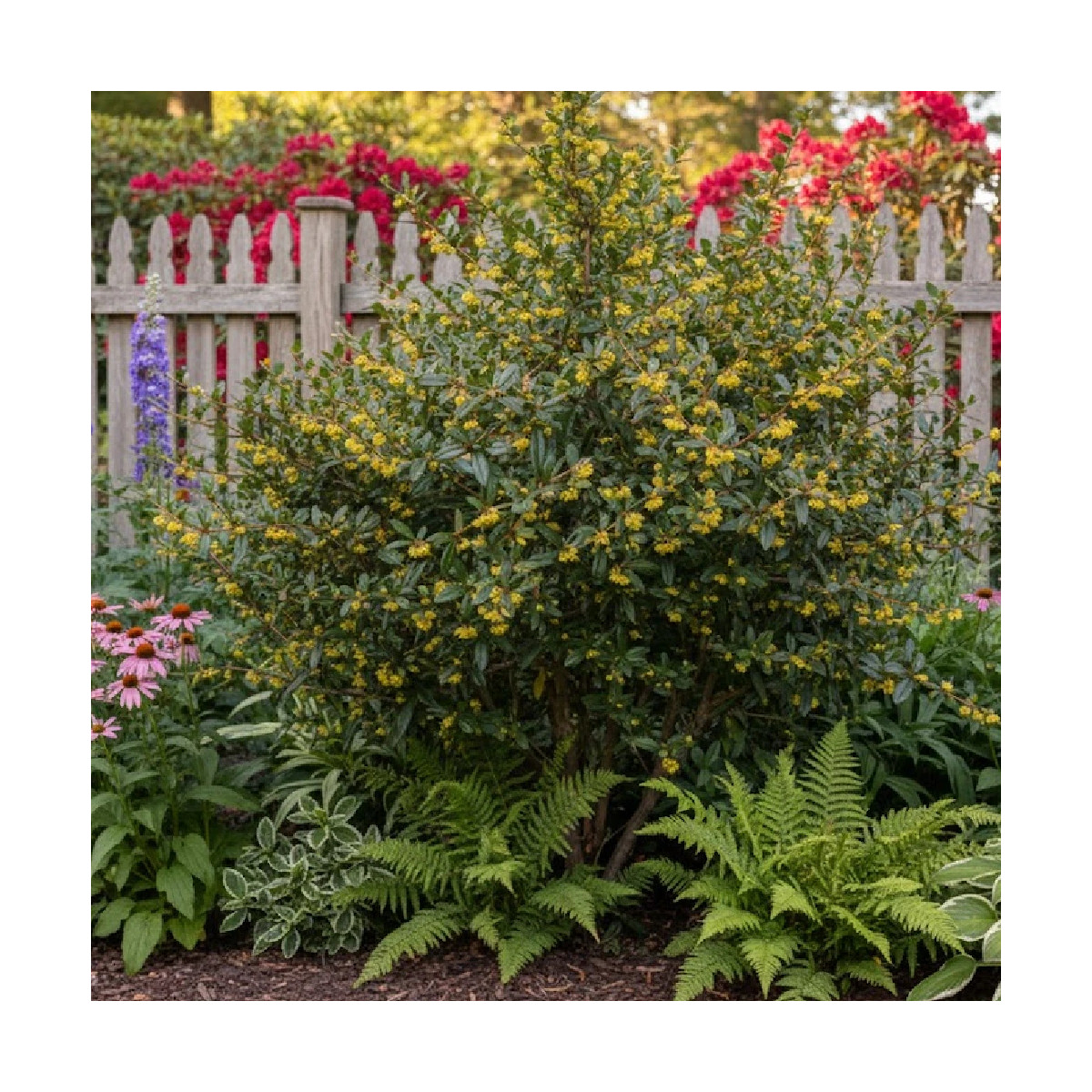 Epine-vinette julianae, Berberis de Saint-Jean