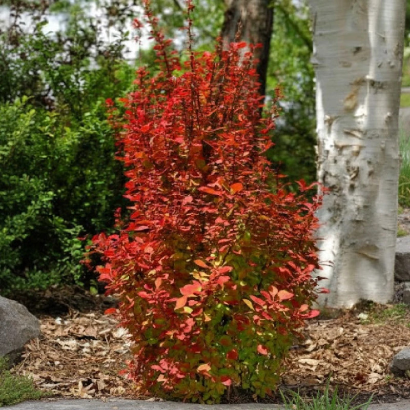 Epine-vinette Orange Rocket®, Berberis