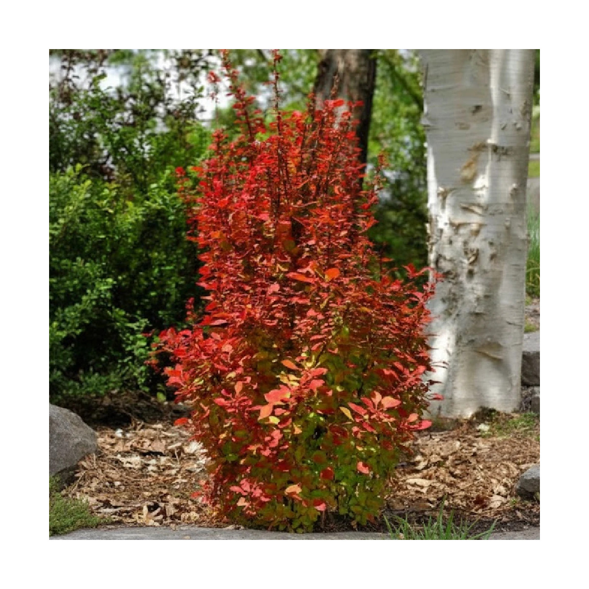 Epine-vinette Orange Rocket®, Berberis