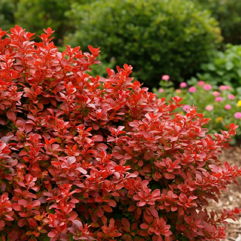Epine-vinette Orange Rocket®, Berberis