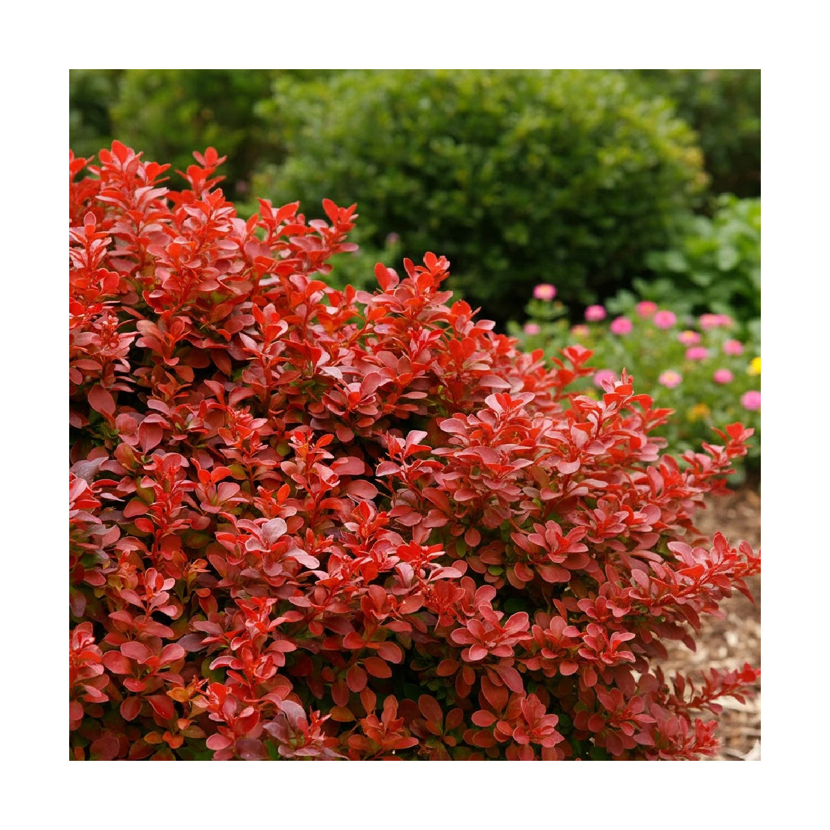 Epine-vinette Orange Rocket®, Berberis