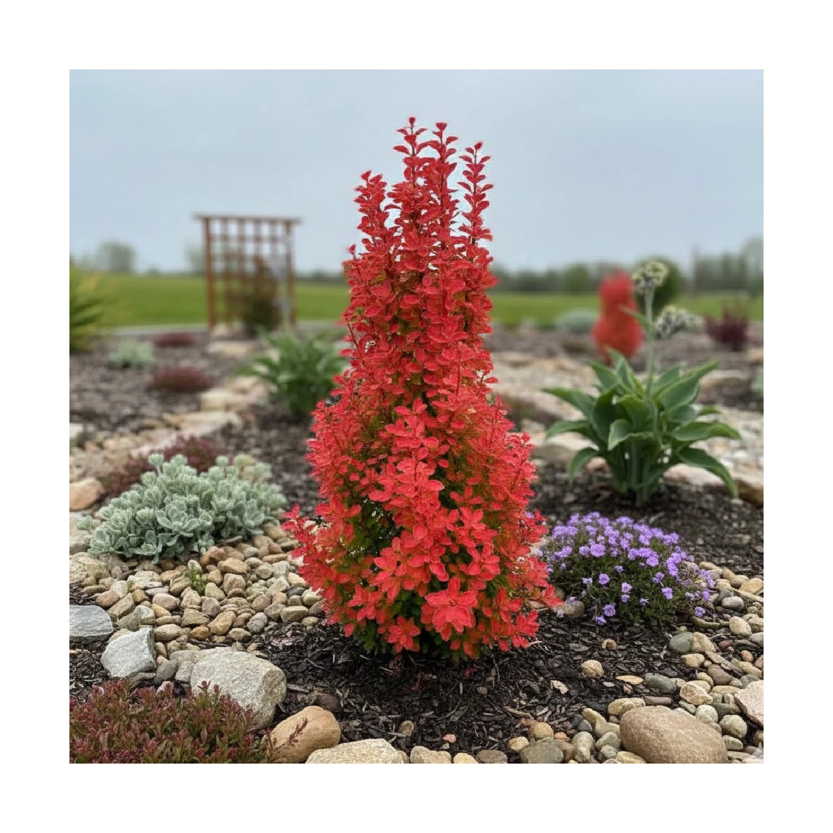 Epine-vinette Orange Rocket®, Berberis