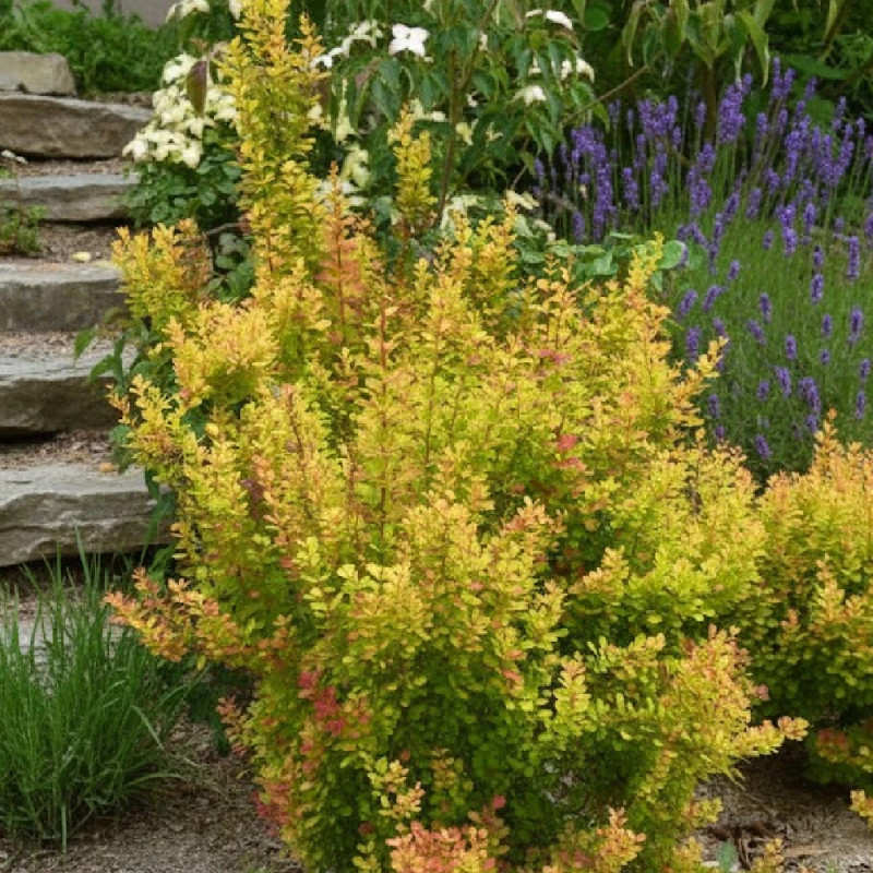 Epine-vinette Orange Torch®, Berberis