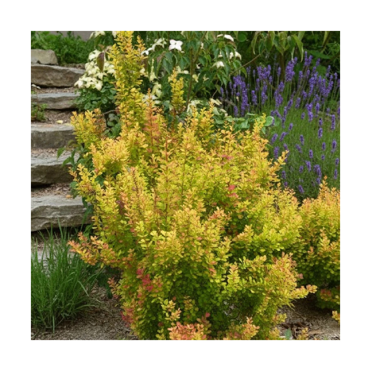 Epine-vinette Orange Torch®, Berberis