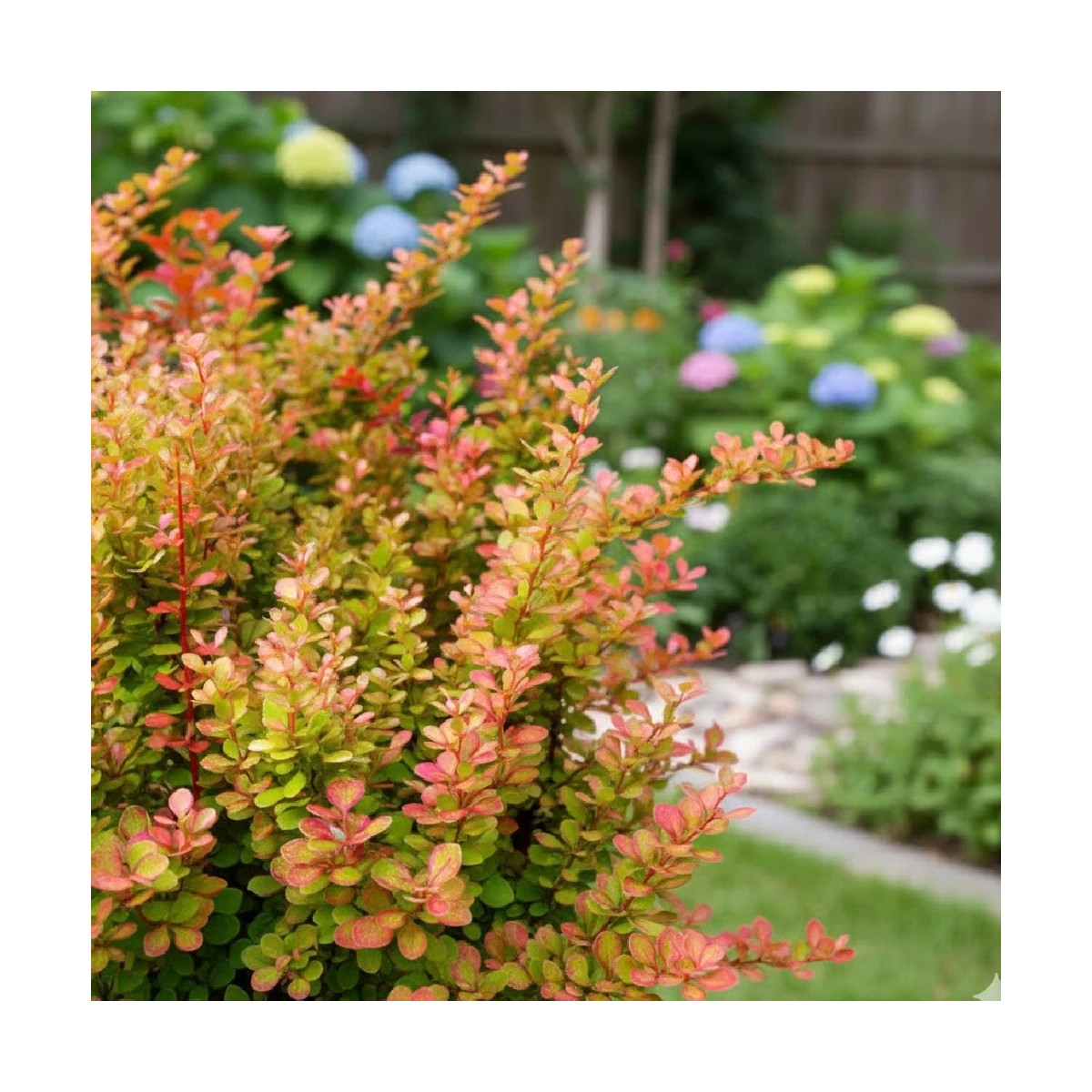 Epine-vinette Orange Torch®, Berberis