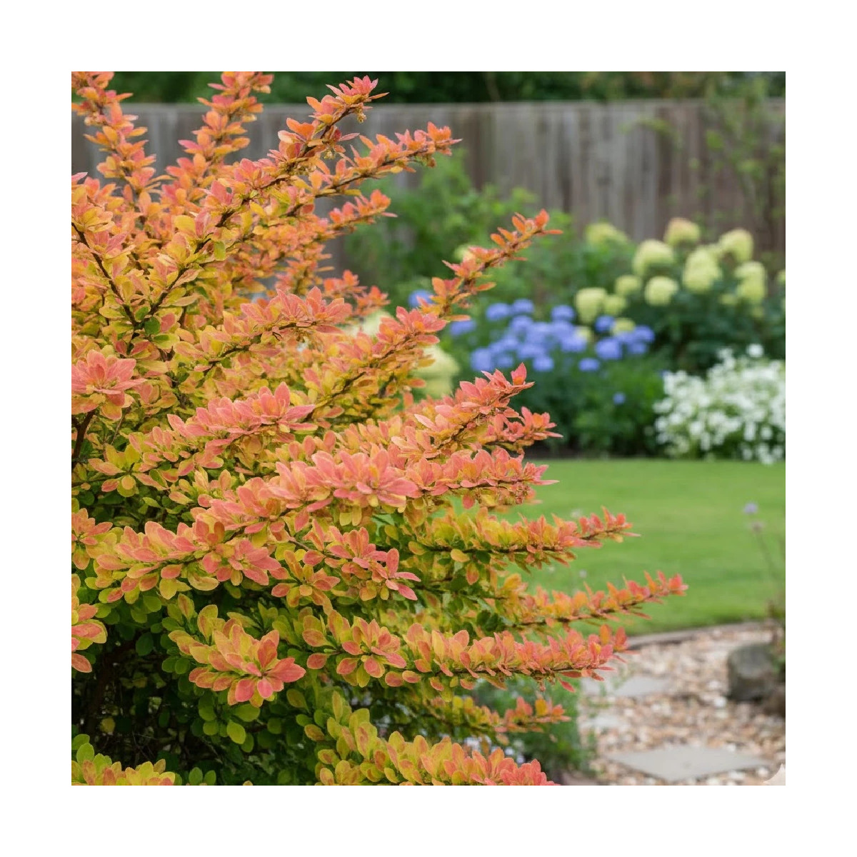 Epine-vinette Orange Torch®, Berberis