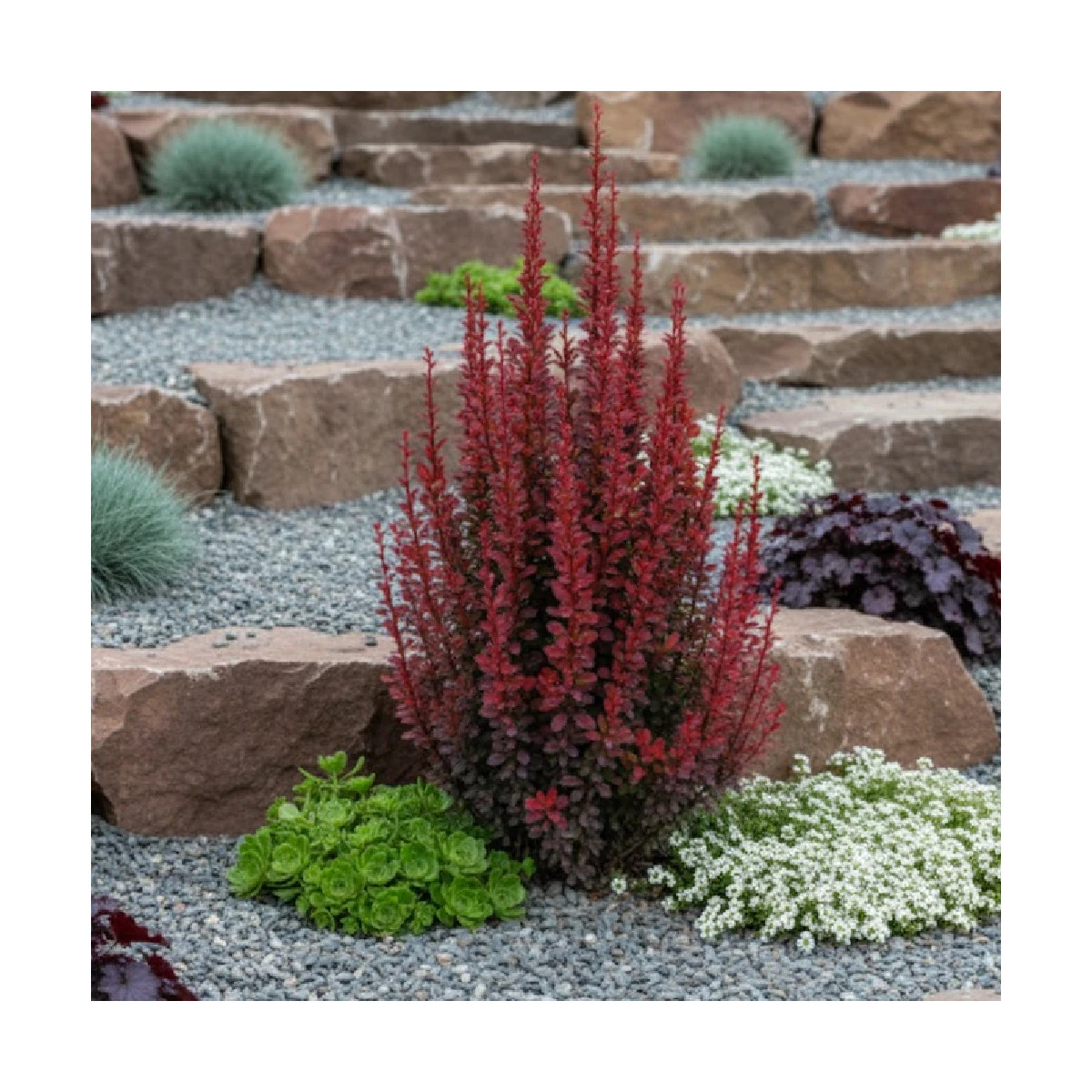 Epine-vinette rouge Red Torch®, Berberis