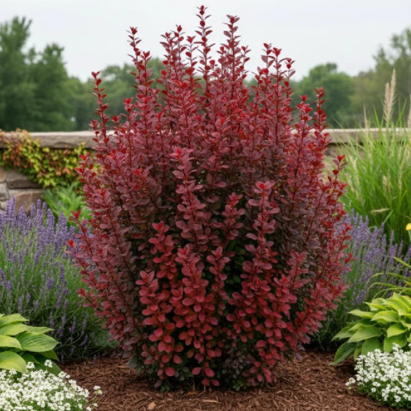 Epine-vinette rouge Red Torch®, Berberis