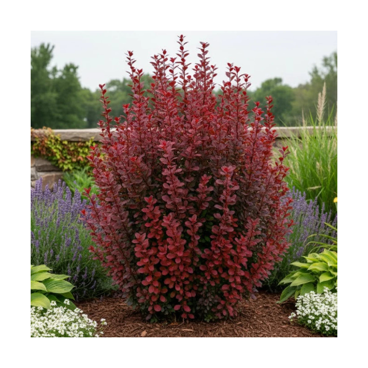Epine-vinette rouge Red Torch®, Berberis