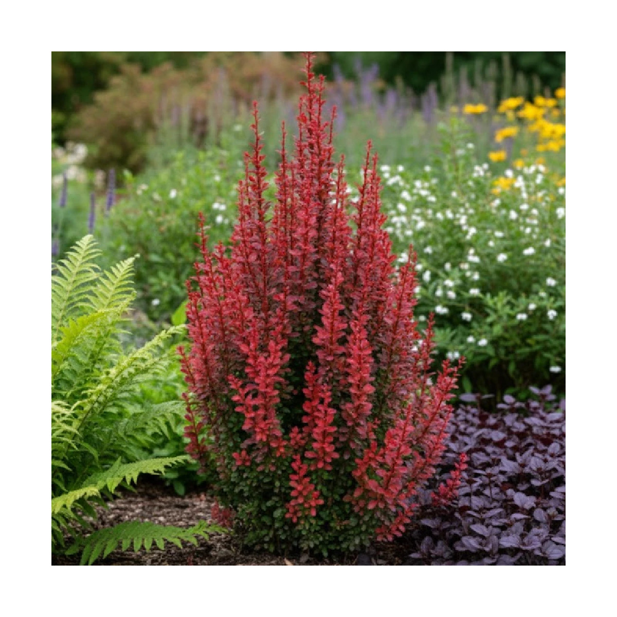 Epine-vinette rouge Red Torch®, Berberis