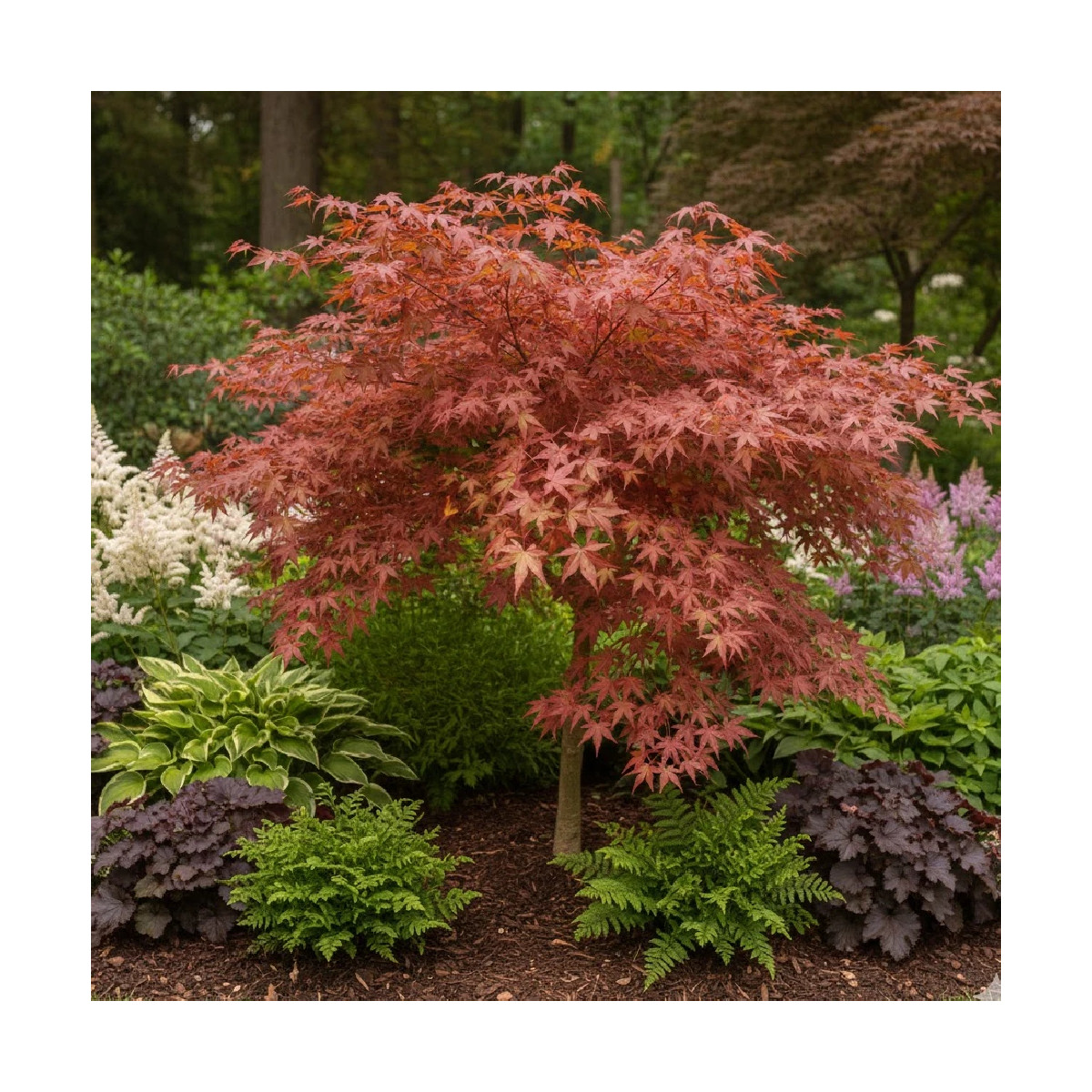 Erable du Japon - SILENCE, ça pousse !, Acer palmatum