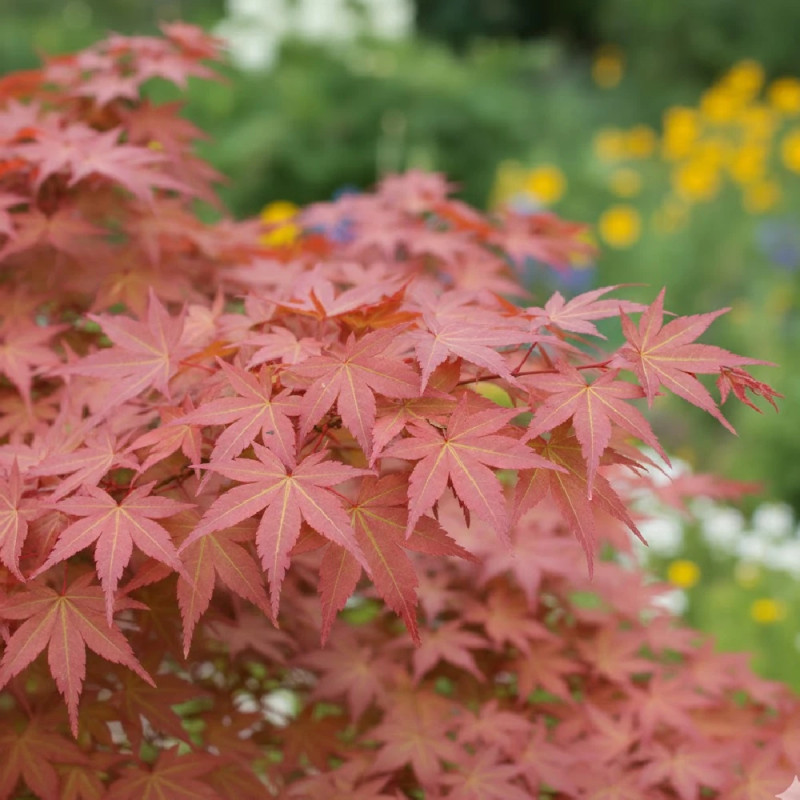 Erable du Japon - SILENCE, ça pousse !, Acer palmatum