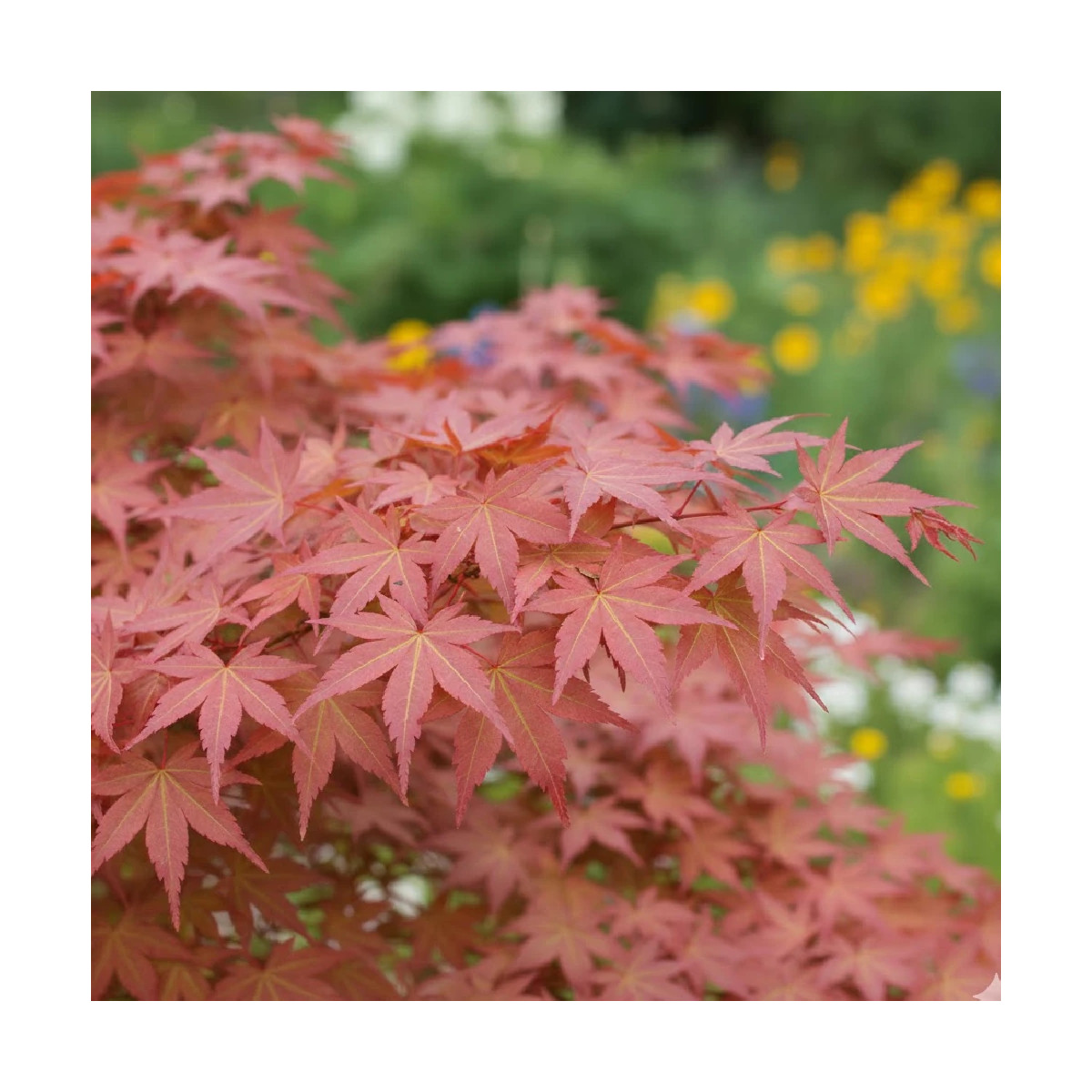Erable du Japon - SILENCE, ça pousse !, Acer palmatum